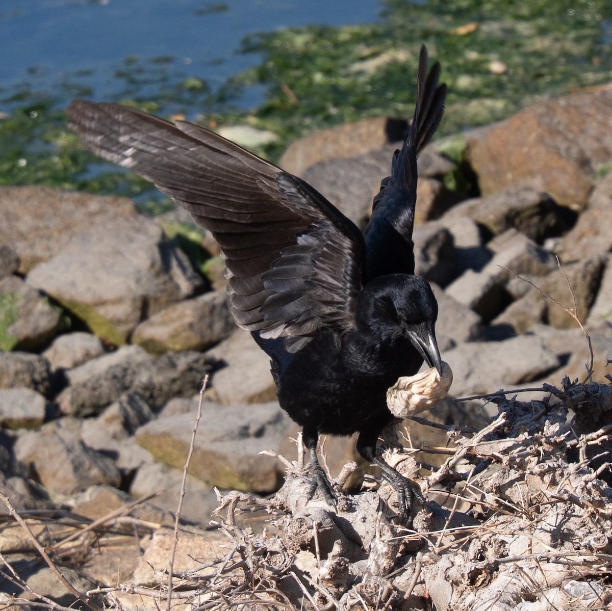 Belabeltza - ML646830690