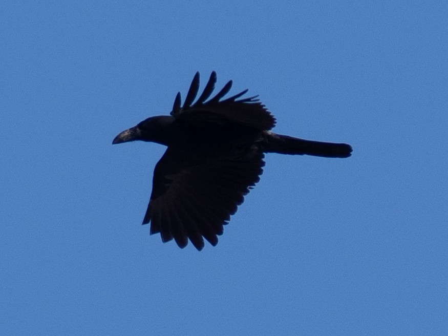 Large-billed Crow - ML646830691
