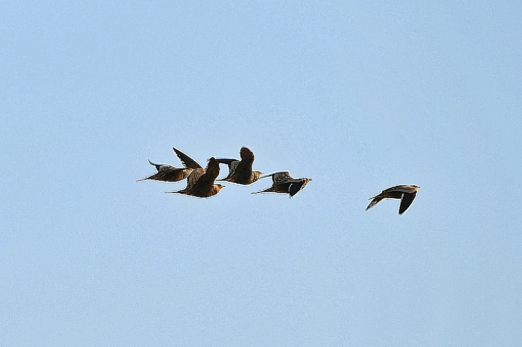 Chestnut-bellied Sandgrouse - ML646830697