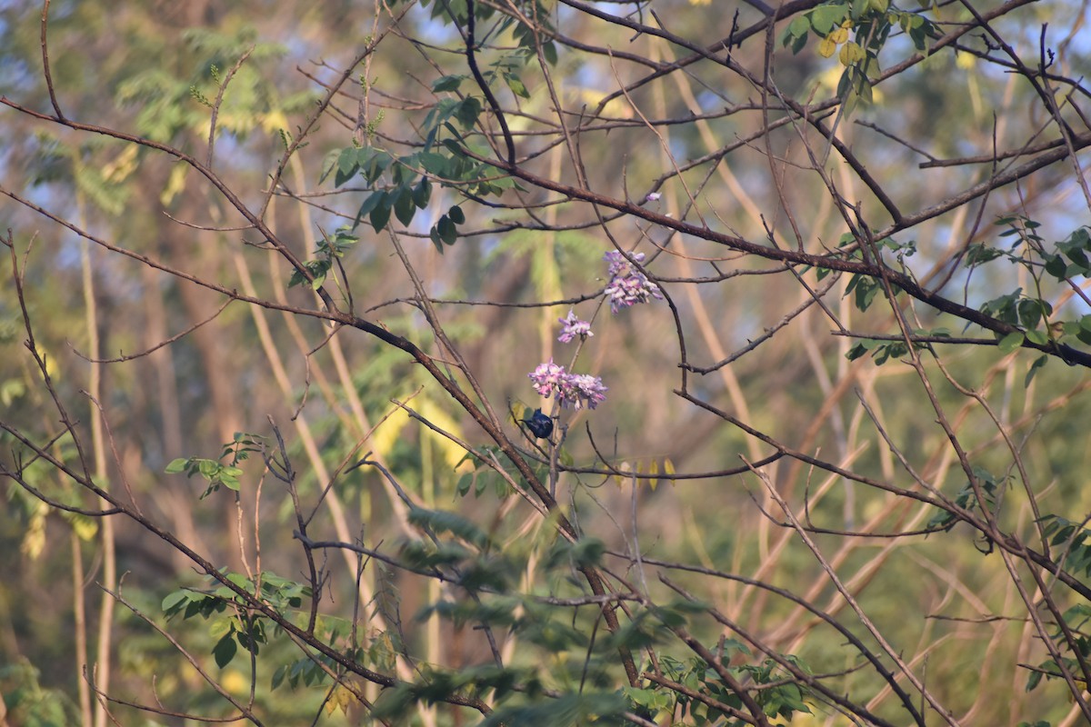 Purple Sunbird - ML646830698