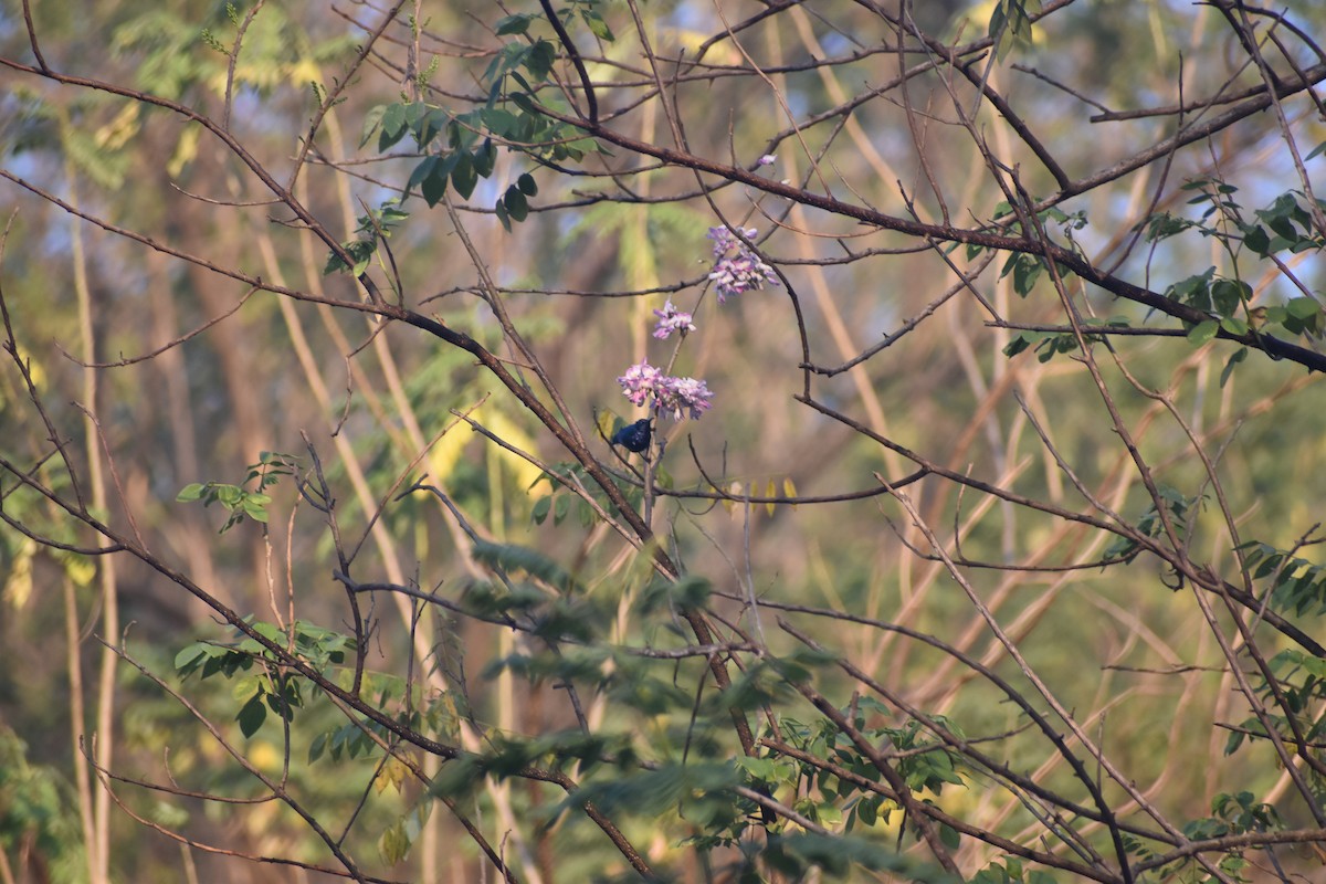 Purple Sunbird - ML646830699