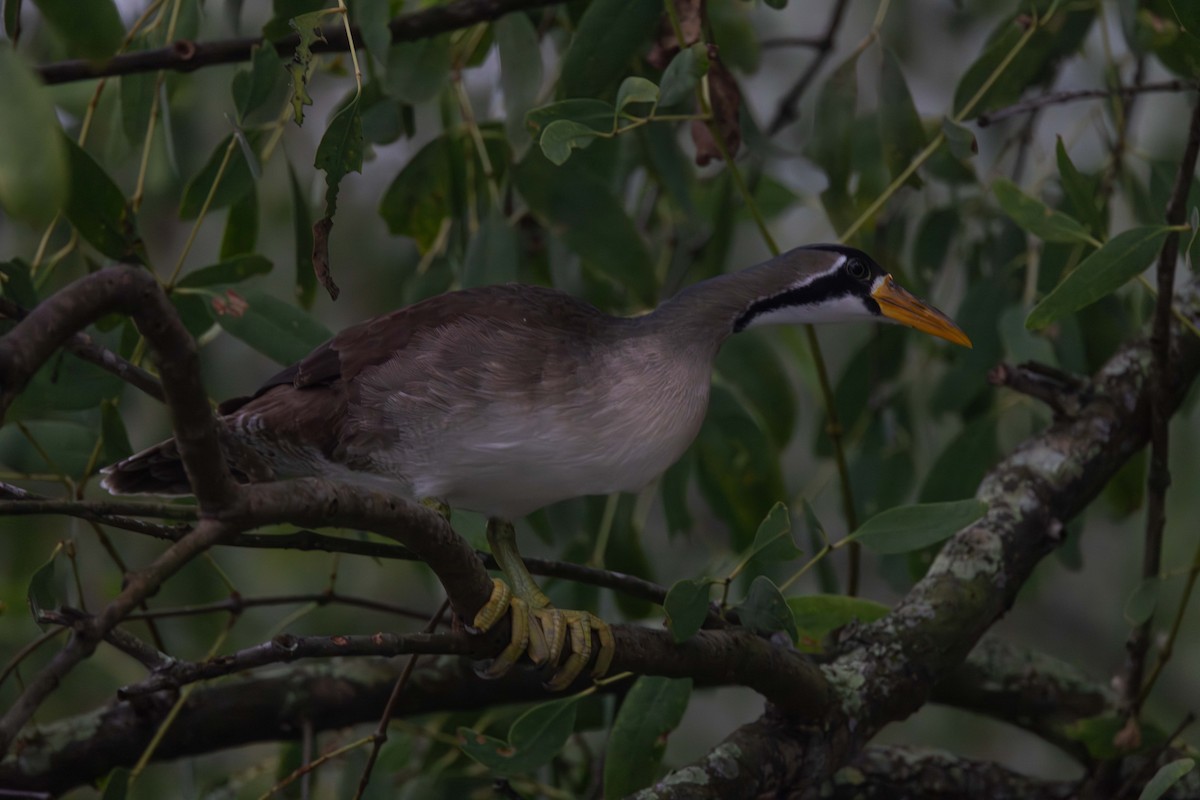 Masked Finfoot - ML646830700