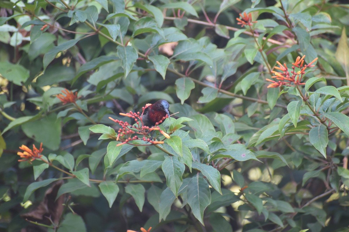 Vigors's Sunbird - ML646830701