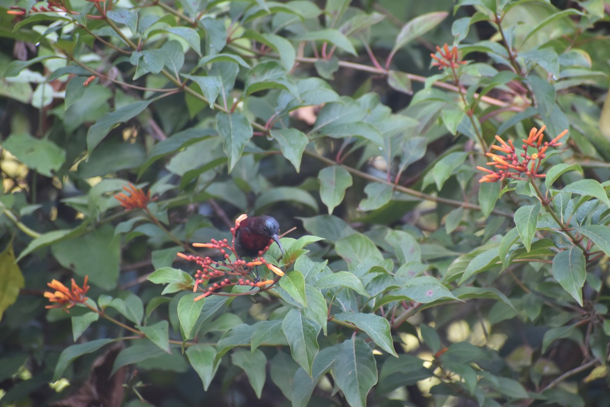 Vigors's Sunbird - ML646830702