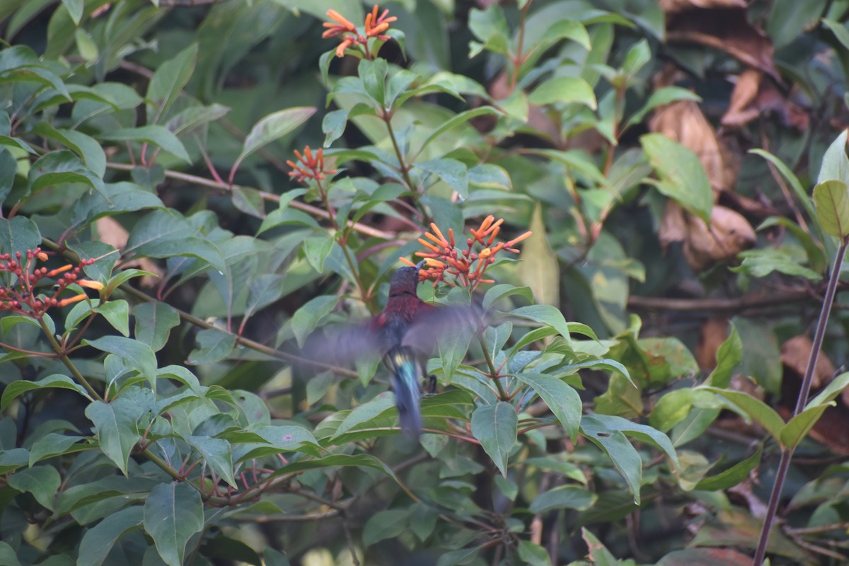 Vigors's Sunbird - ML646830703