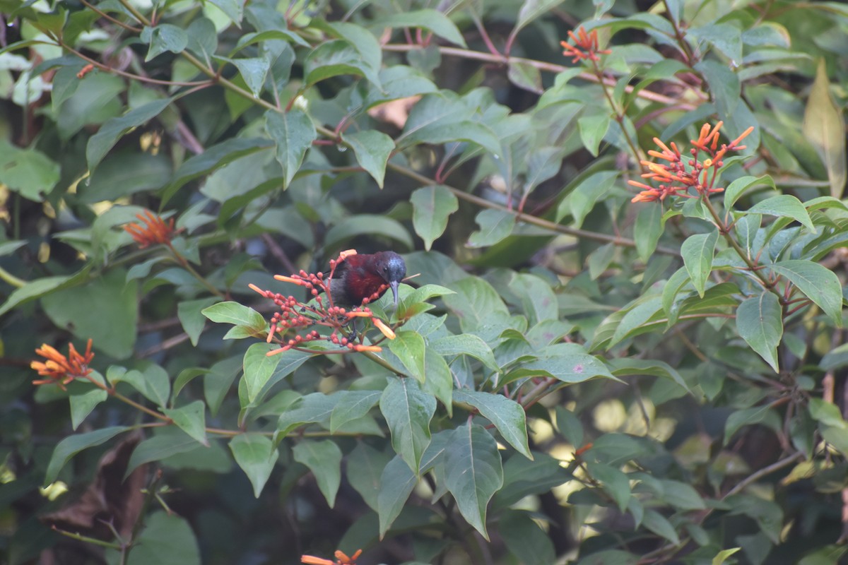 Vigors's Sunbird - ML646830704