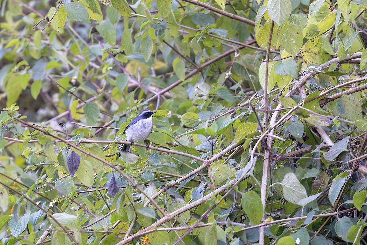 Gray Bushchat - ML646830705