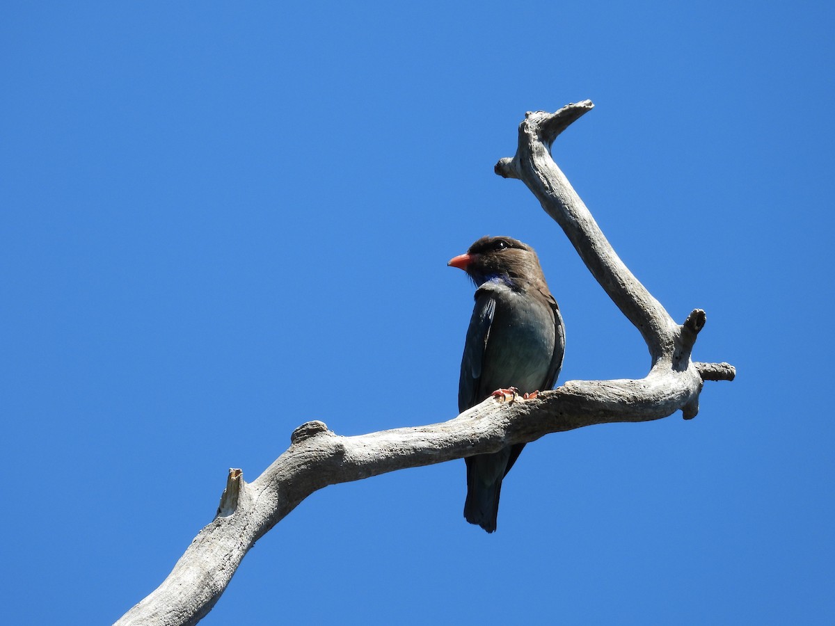 Dollarbird - ML646830706