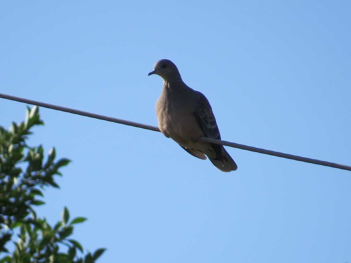 Oriental Turtle-Dove - ML646830708