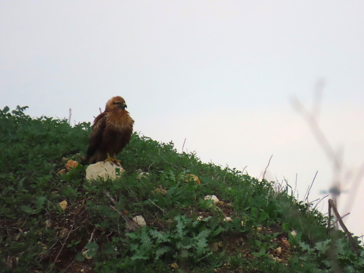 ニシオオノスリ - ML646830709