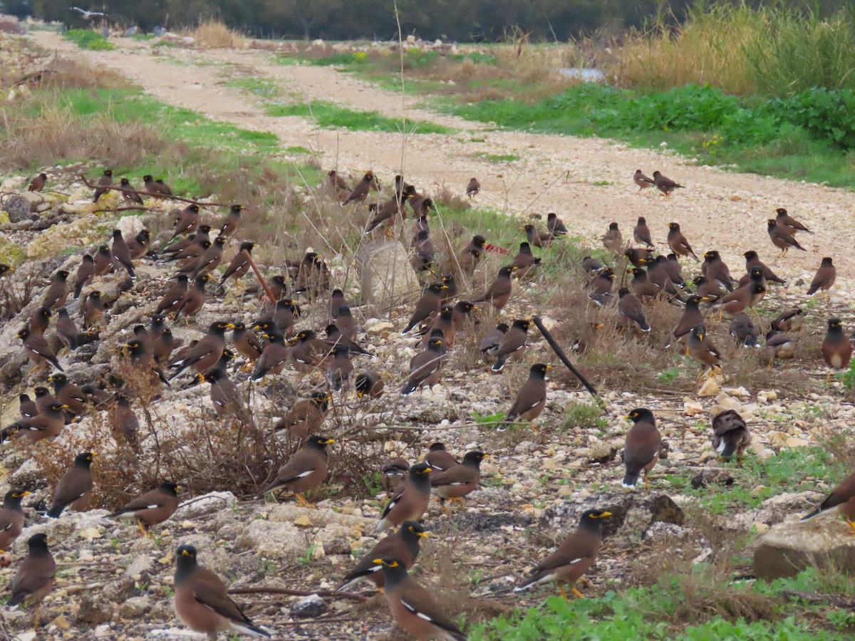 インドハッカ - ML646830710