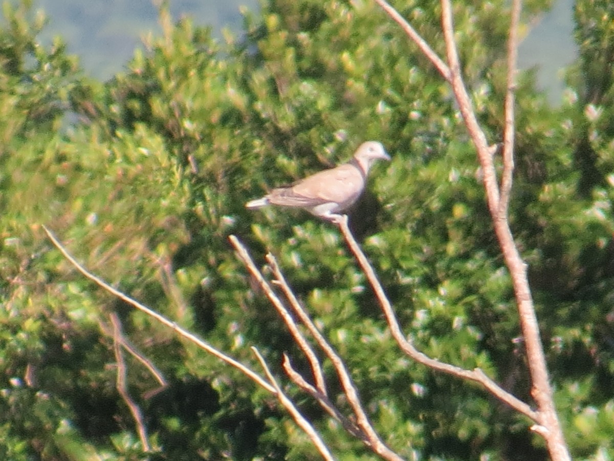 Red Collared-Dove - ML646830711
