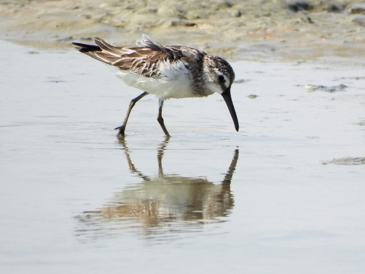 Broad-billed Sandpiper - ML646830712
