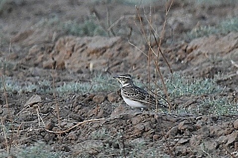 Bimaculated Lark - ML646830713