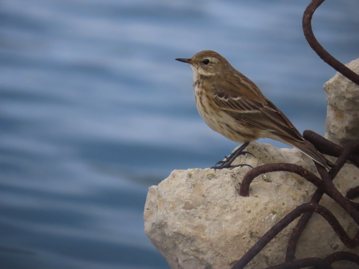 サメイロタヒバリ - ML646830714