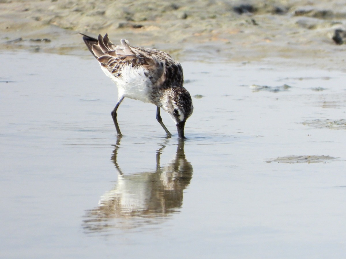 Broad-billed Sandpiper - ML646830715