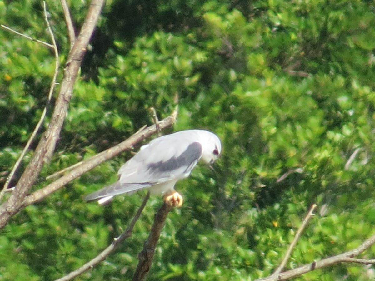 Black-winged Kite - ML646830716
