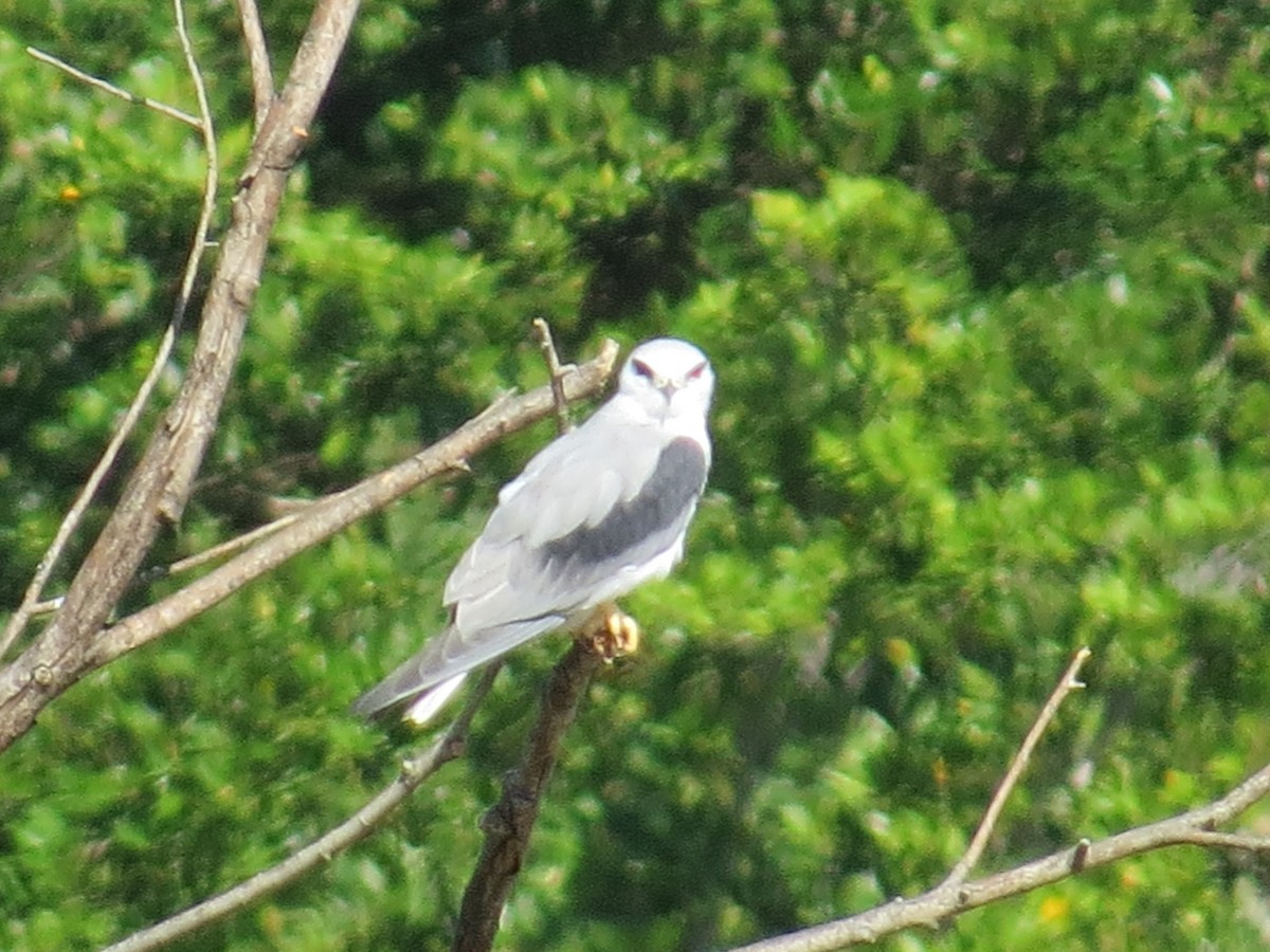Black-winged Kite - ML646830717