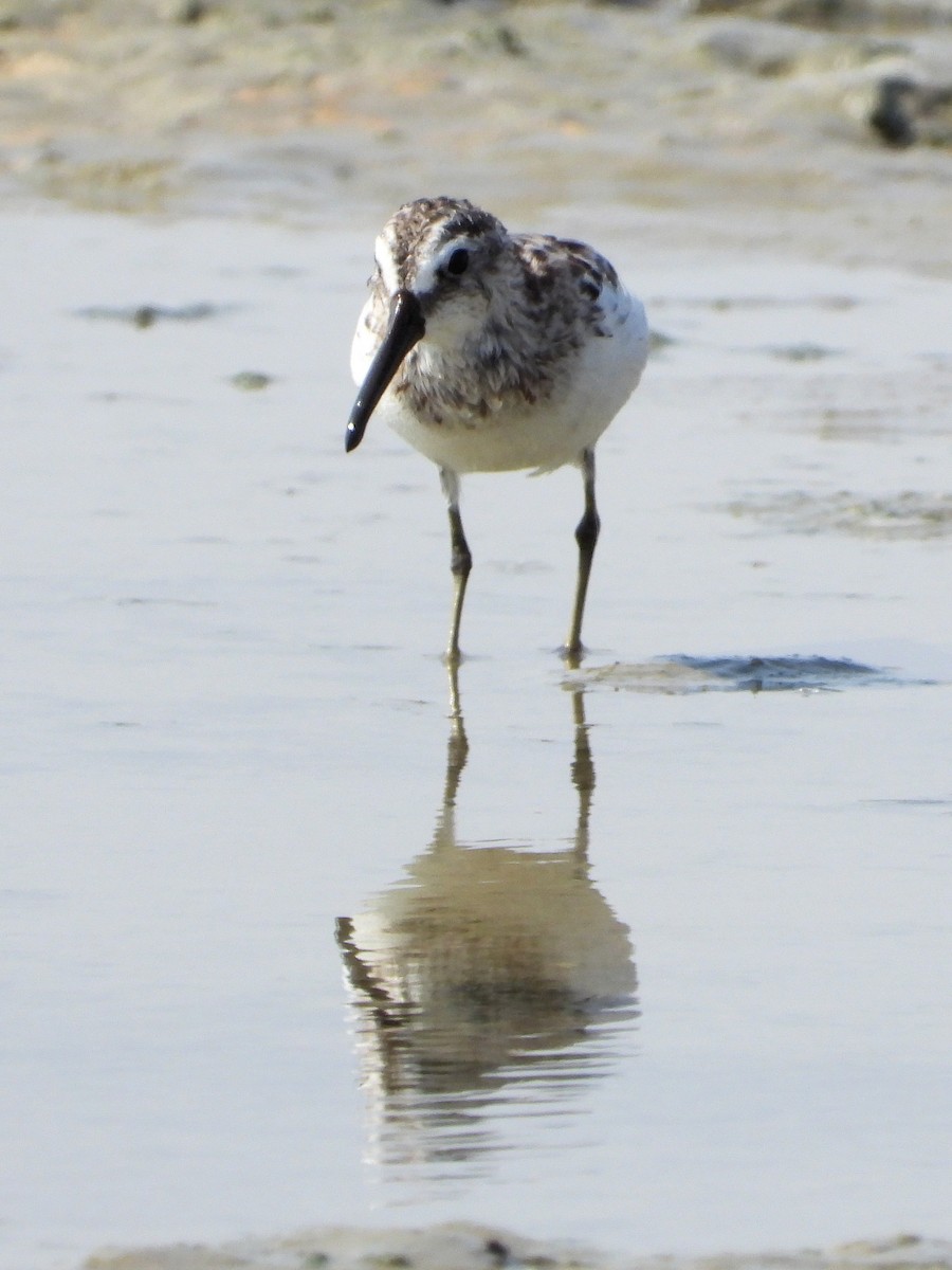 Broad-billed Sandpiper - ML646830718