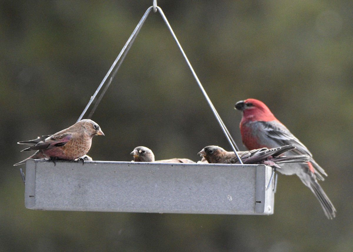 Brown-capped Rosy-Finch - ML646830719