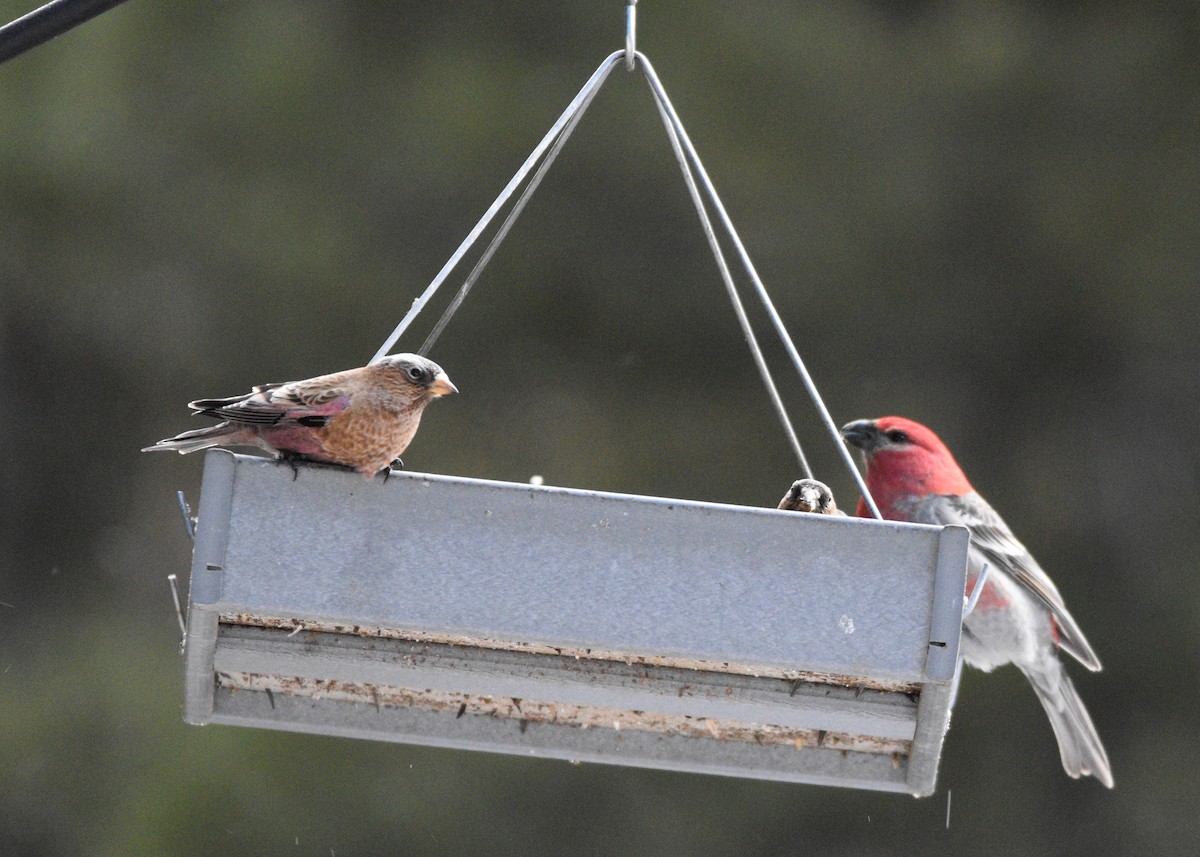 Brown-capped Rosy-Finch - ML646830720