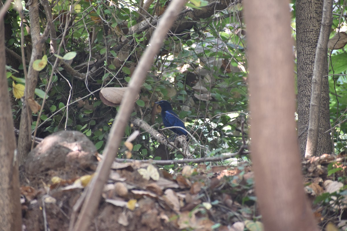 Malabar Whistling-Thrush - ML646830721