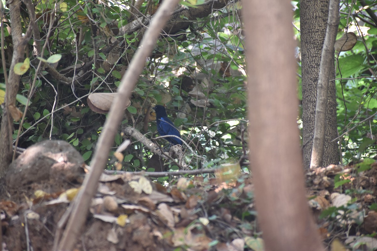 Malabar Whistling-Thrush - ML646830722