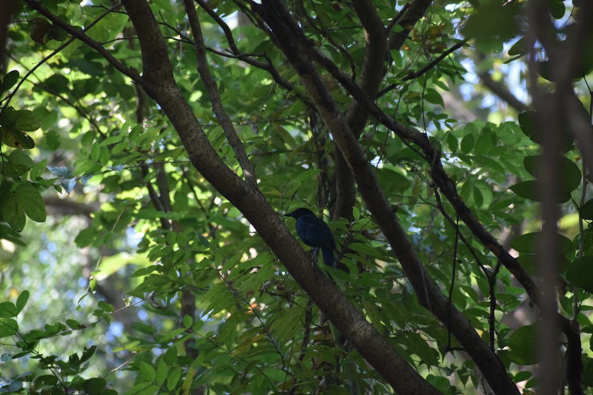 Malabar Whistling-Thrush - ML646830723