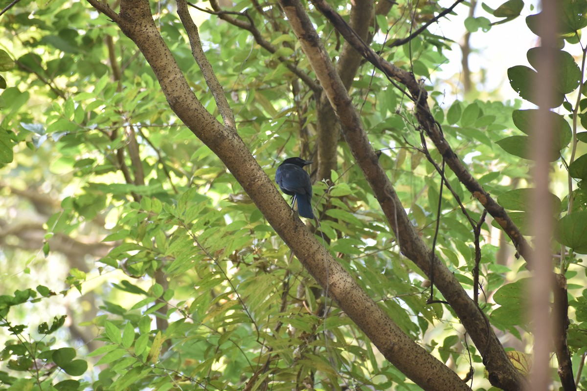 Malabar Whistling-Thrush - ML646830724