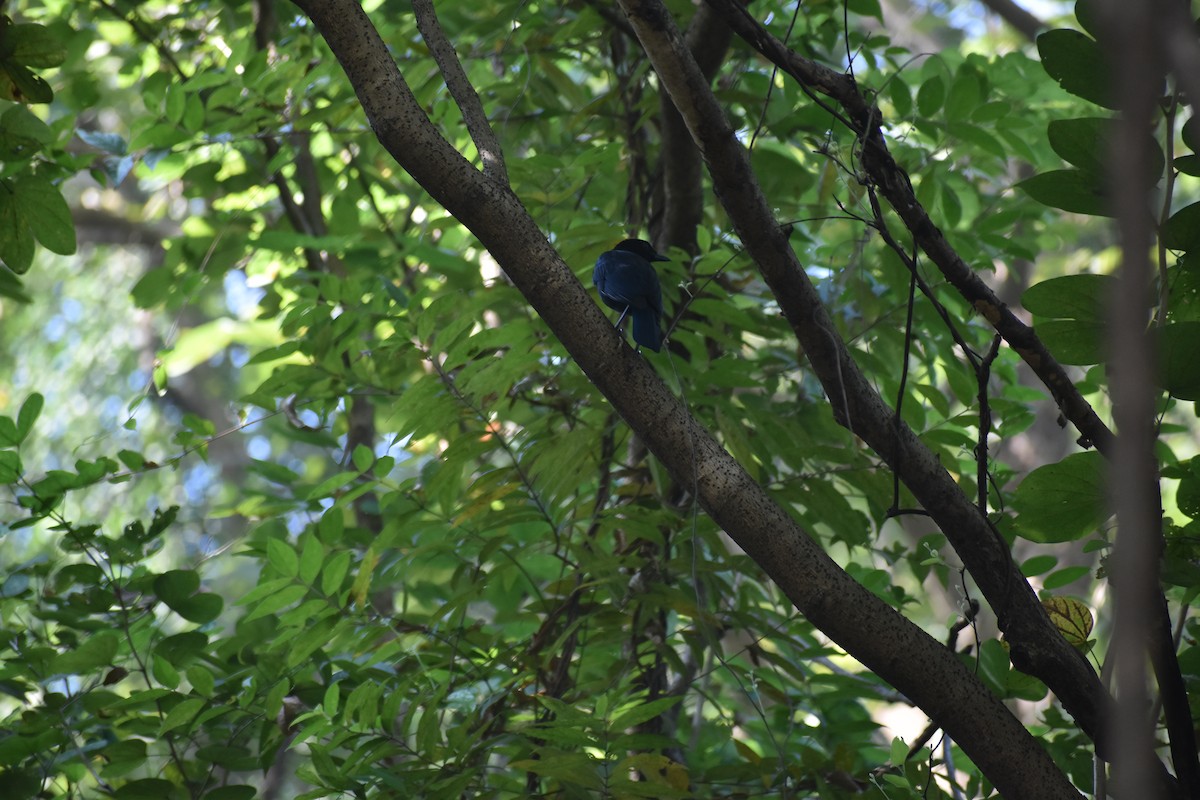 Malabar Whistling-Thrush - ML646830725