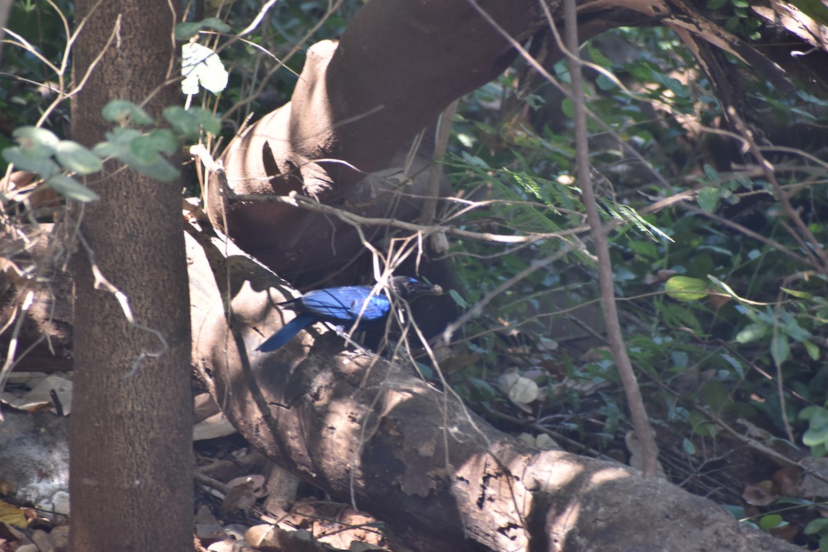 Malabar Whistling-Thrush - ML646830726