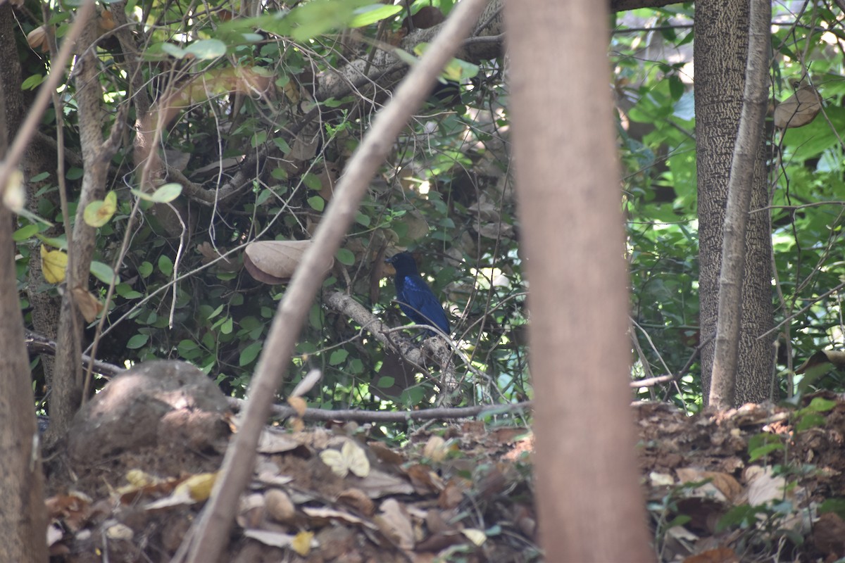 Malabar Whistling-Thrush - ML646830727