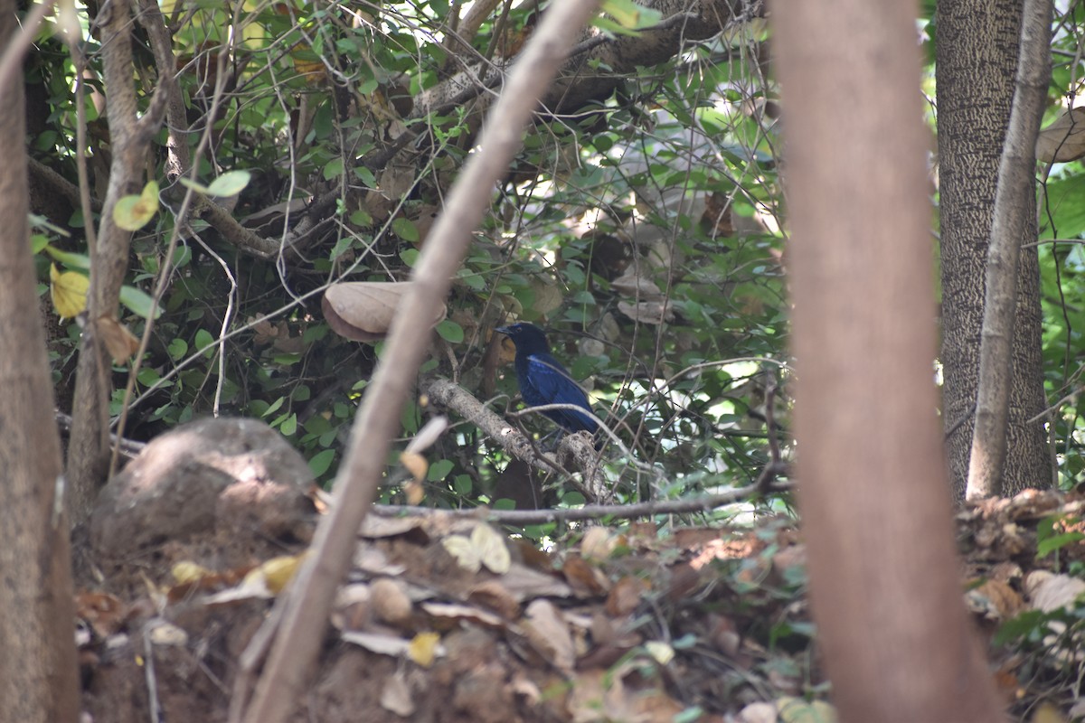 Malabar Whistling-Thrush - ML646830728