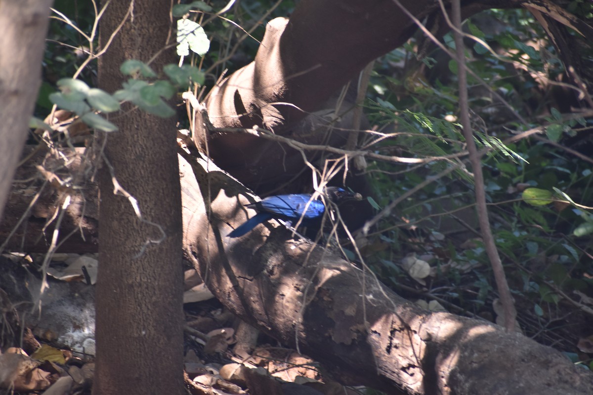 Malabar Whistling-Thrush - ML646830729