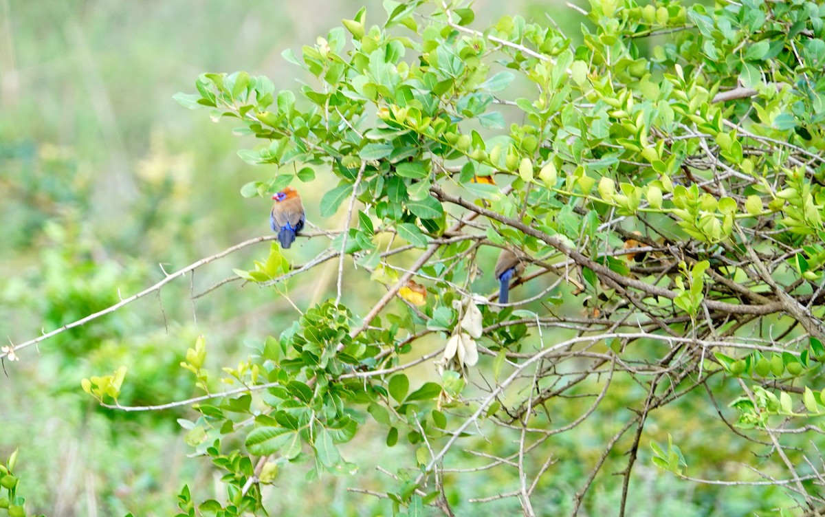 Çivit Mumgagası - ML646830730