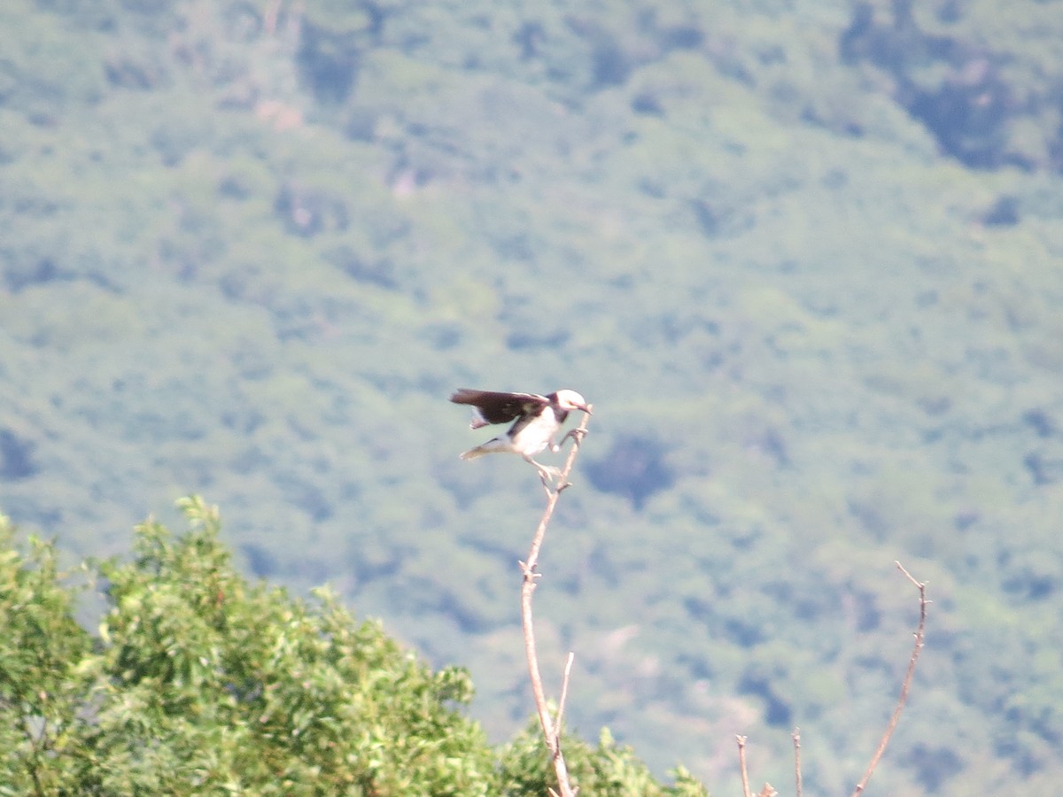 Black-collared Starling - ML646830731