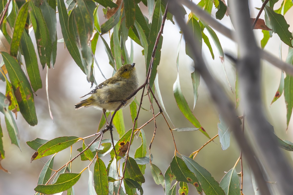 Forty-spotted Pardalote - ML646830732