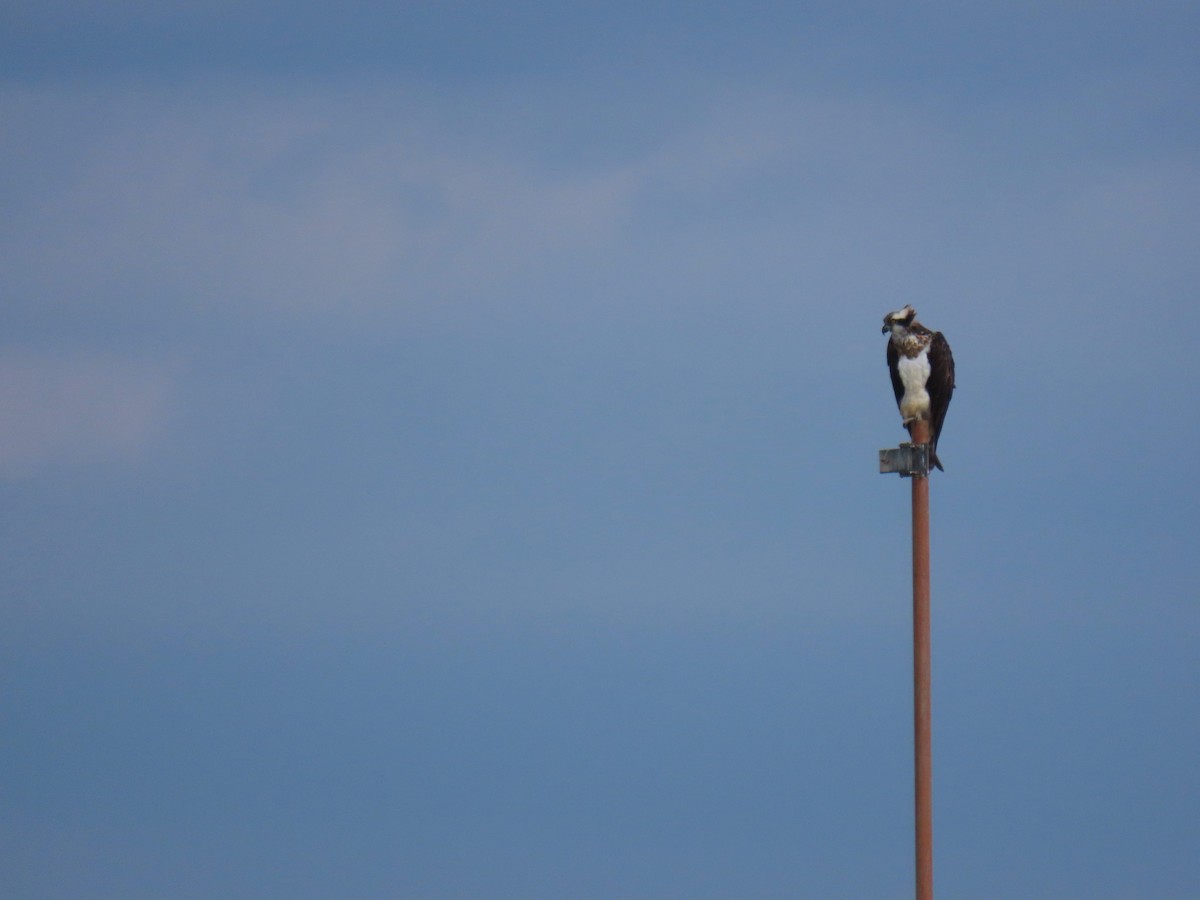 ミサゴ - ML646830733