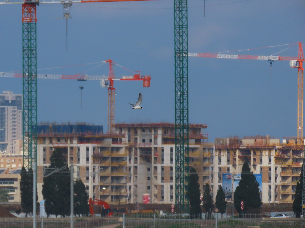 クロハラアジサシ - ML646830734