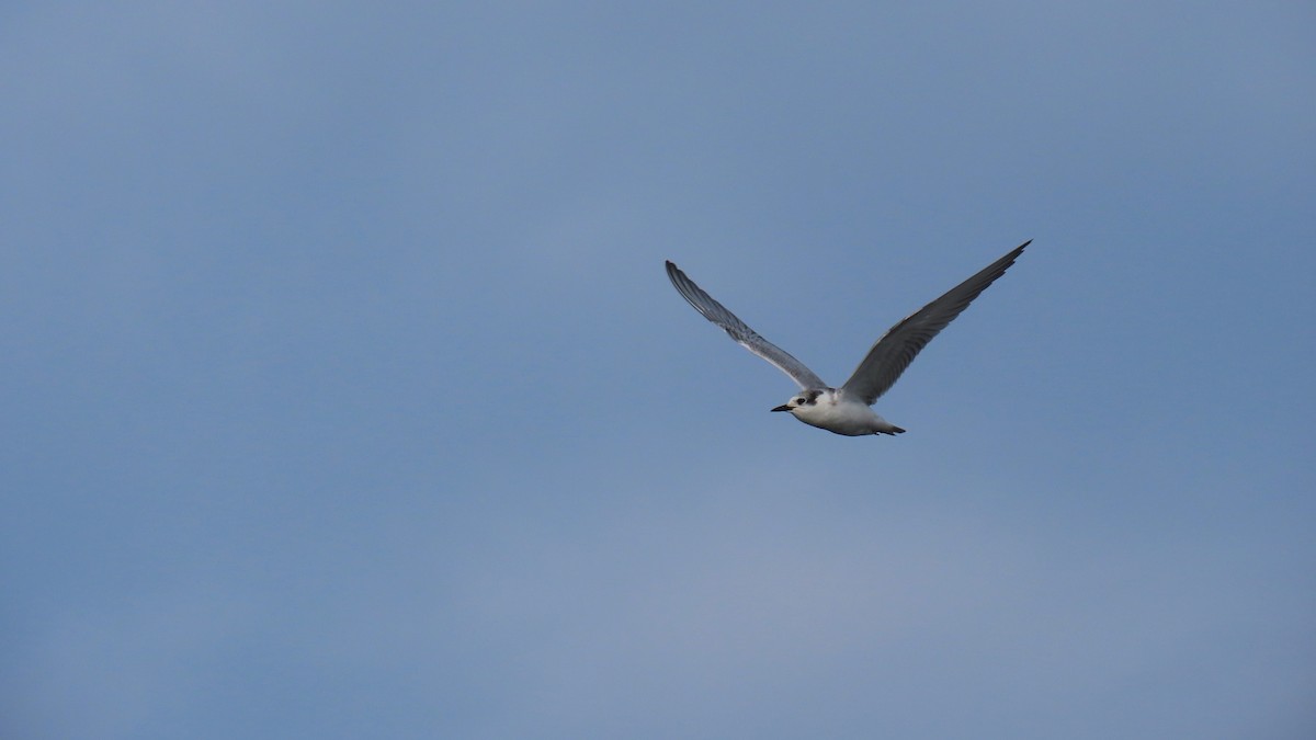 クロハラアジサシ - ML646830735