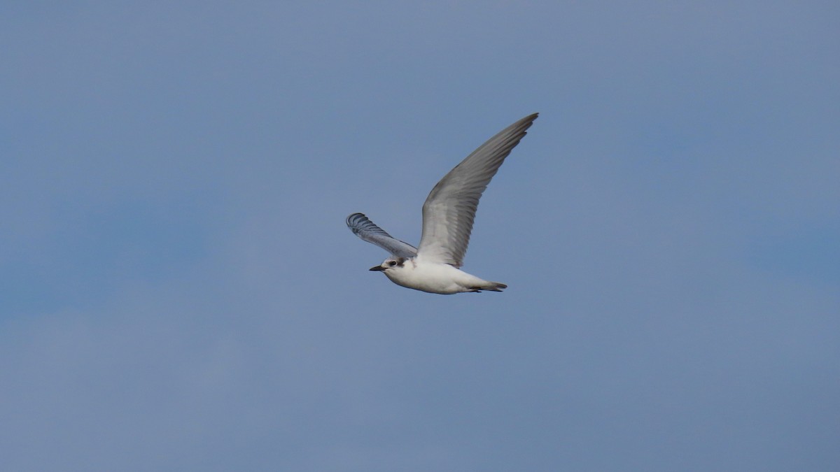 クロハラアジサシ - ML646830737