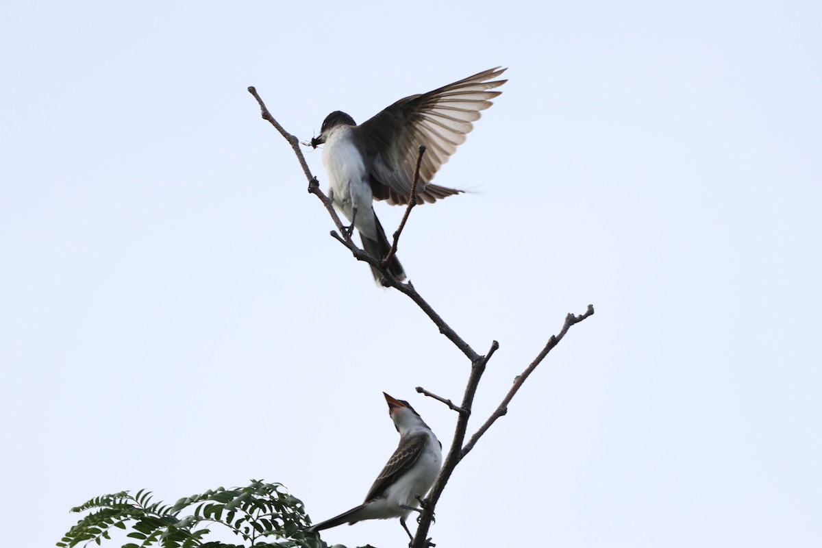 Tirano Oriental - ML646830738