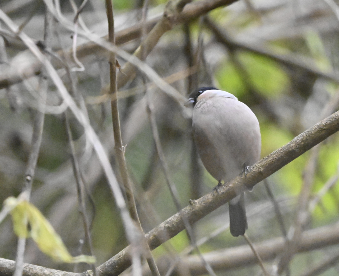 Eurasian Bullfinch - ML646830739