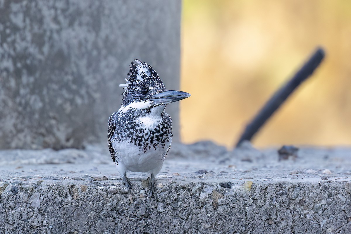 Рибалочка-чубань азійський - ML646830740