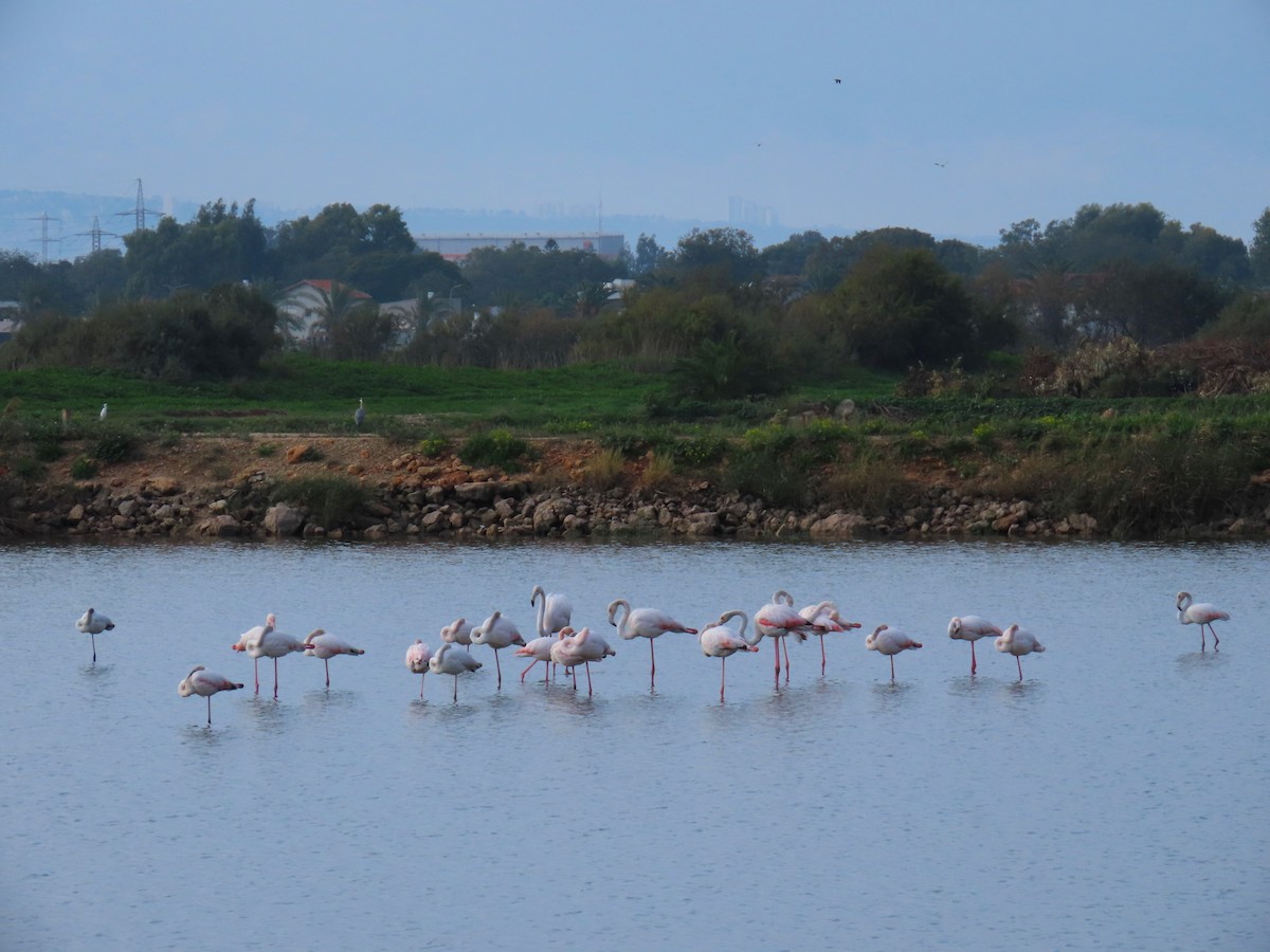 ヨーロッパフラミンゴ - ML646830741