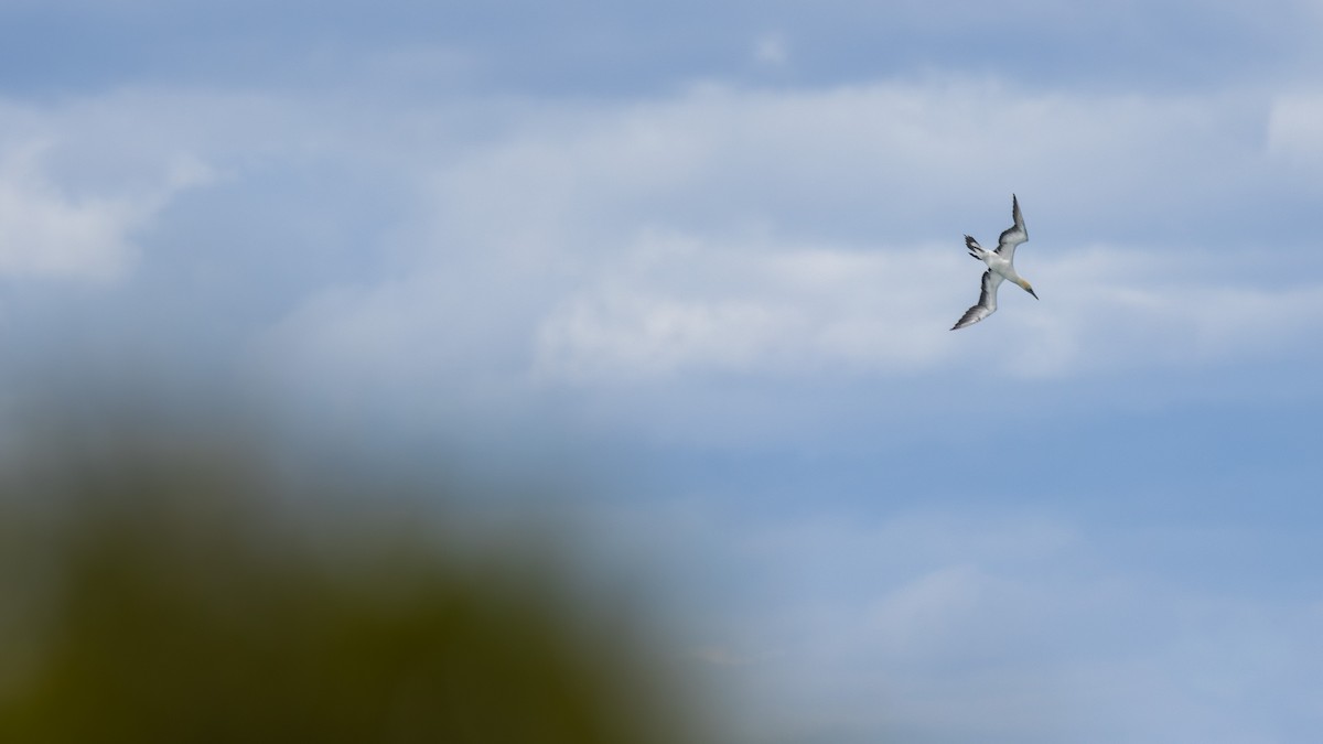 Australasian Gannet - ML646830742