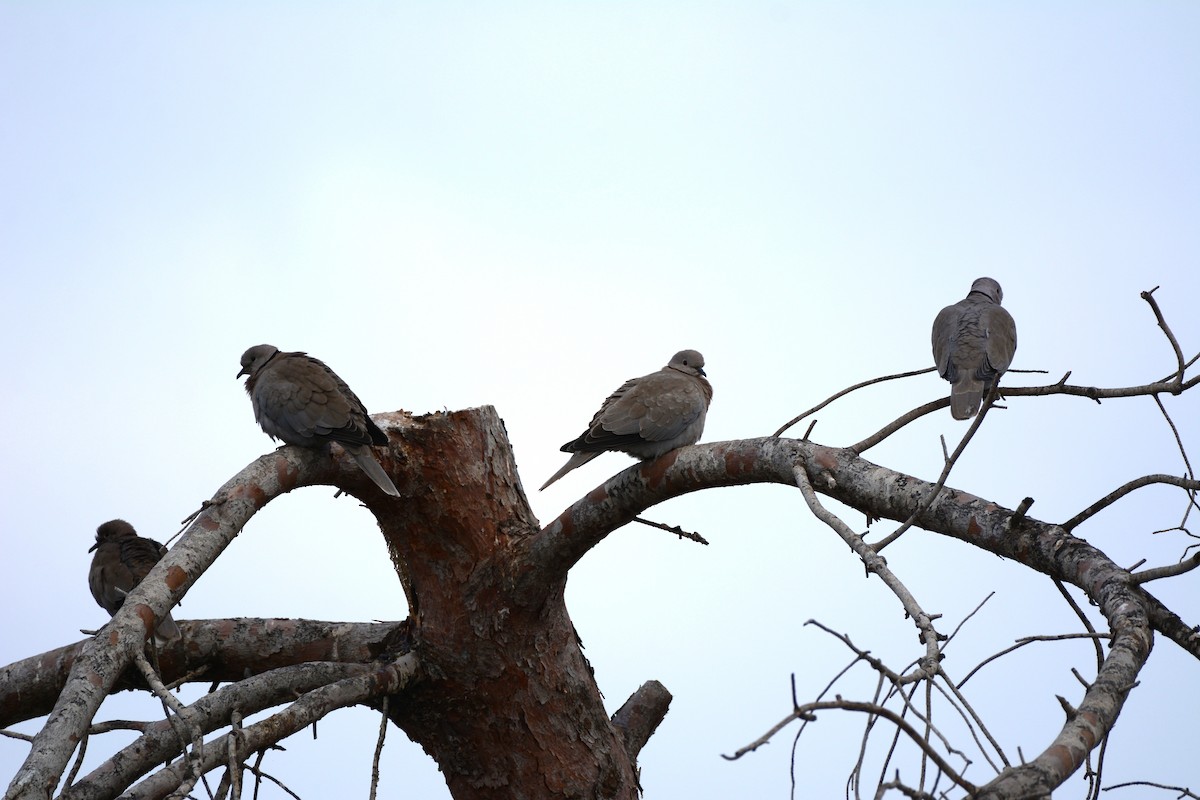 תור צווארון - ML646830746