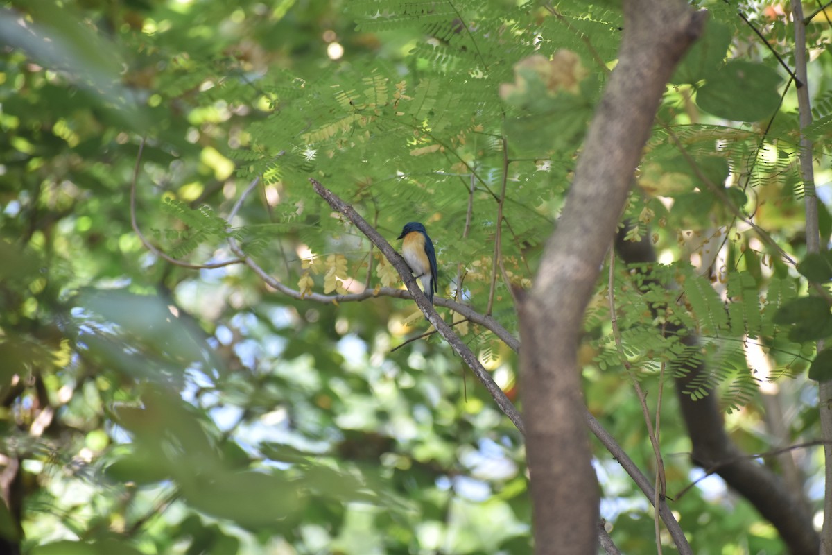 Tickell's Blue Flycatcher - ML646830747