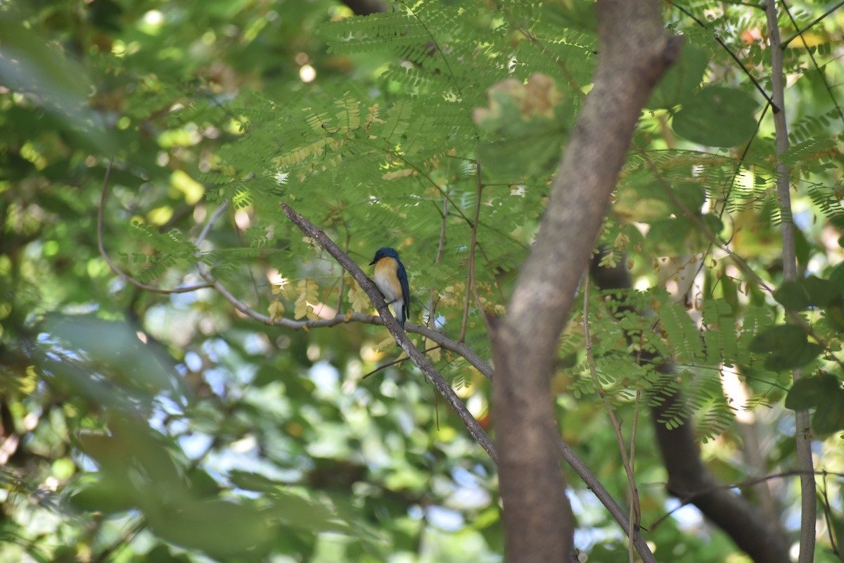 Tickell's Blue Flycatcher - ML646830748