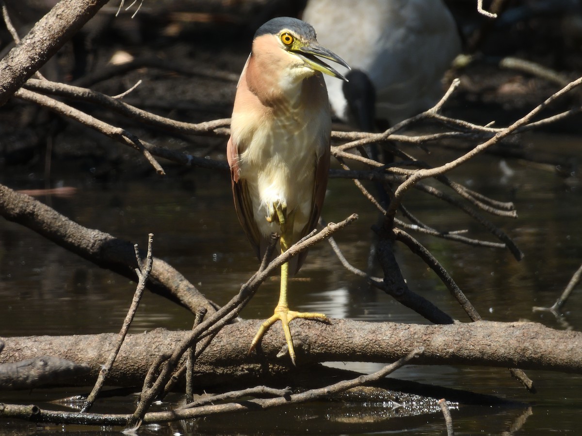 Nankeen Night Heron - ML646830749